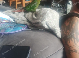 Lovely parrot