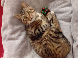 Cat for sale
