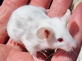 Young fancy mice