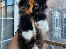 Mainecoon &times;Siberian