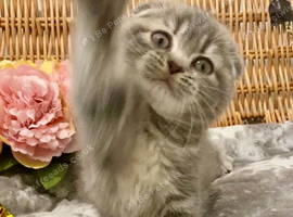 CHAMPION LINE SCOTTISH/BSH BLUE MARBLE GIRL