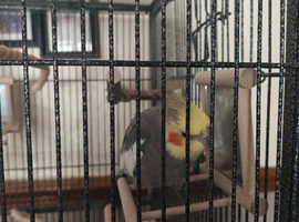 2 birds and large cage for sale.