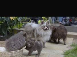 POMERANIAN PUPPY LAVENDER (REDUCED)