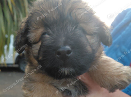 5 puppies