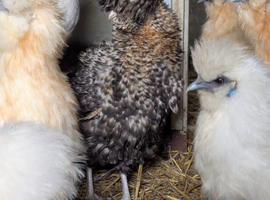 POL Polish Bantam Pullets