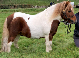 Minature shetland stallion for sale