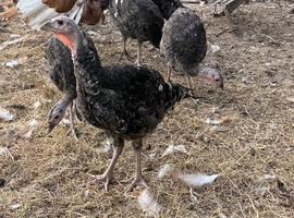 Bronze turkeys