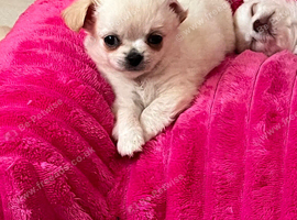 Long coat chihuahua boys