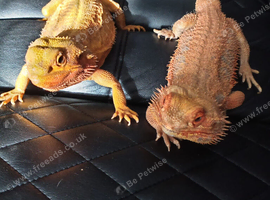 Male and female bearded dragons for sale