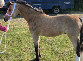 Stunning welsh A yearling colt