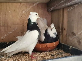 Iranian pigeons
