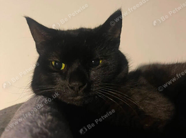 Male cat