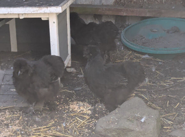 Silkies pullets