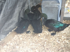 Male and female cayuga ducks