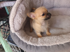 Tiny adorable mischievous puppies