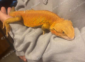 Breaded dragon and set up