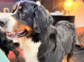 Gorgeous 3 year old Bernese female