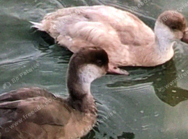 Red crested pochard and mandarins