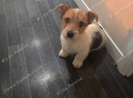 Jack Russell