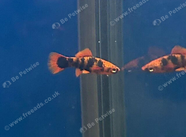 Red marble swordtails