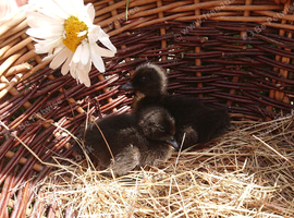 2 unsexed cayuga ducklings