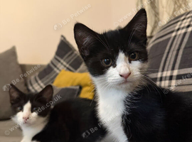 3 Kittens Looking for Loving Forever Homes - Luton