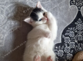 One female kittens
