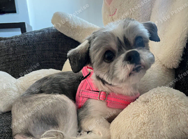 Poppy the Shih Tzu