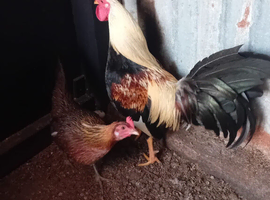Game cockerel.and hen