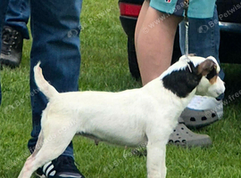Parson Jack Russell