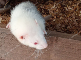 MICRO FERRETS