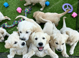 Old English Cream Golden Retriever Puppies