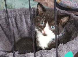 2 adorable kittens ready for a loving forever home