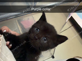 Kittens for sale