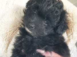 Pomapoo
