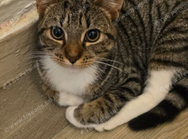 Kitten boy