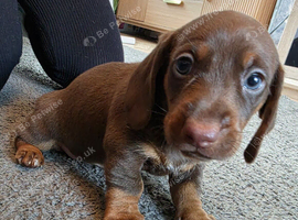 Beautiful miniature dachshunds