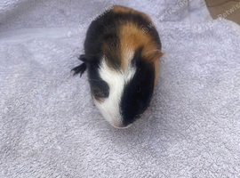 Baby girl Guineapig