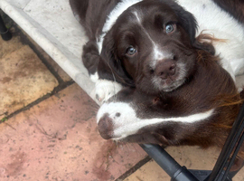 Stunning Liver & White Springer Spaniel Puppies