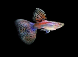 Red Grass guppies Breeding Pairs