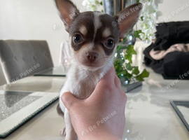 Chihuahua FEMALE