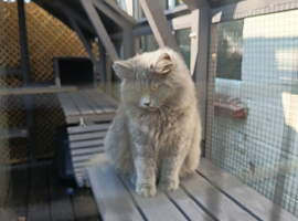 Gorgeous British blue longhair male (intact)