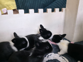 Baby bunnies - ready in 6 weeks