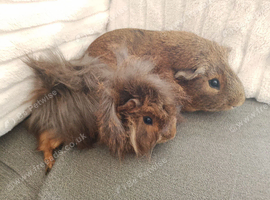 Pair of bonded boars agouti smooth and peruvian