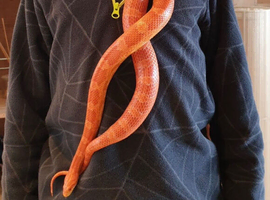 8-10 year old female corn snake with vivarium and whole set up