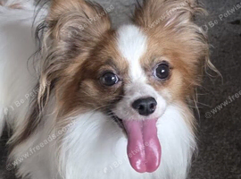 Red sable and white male papillon