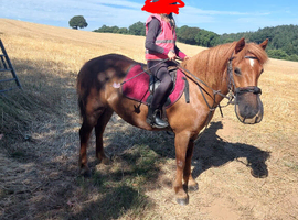 12.2 9 year old dartmoor hill pony