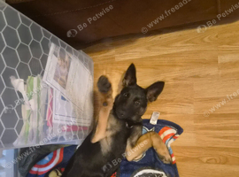 German shepherd