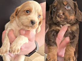 ** OUTSTANDING COCKER SPANIEL PUPS **