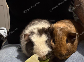 3x male guinea pigs